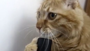 ¡Lo que este gato está haciendo con la aspiradora, te hace partir de risa!