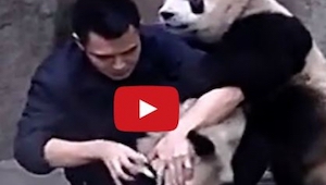 Un hombre responsable por estas dos pandas intenta dar a una de ellas su medicin