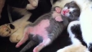 Una gata duerme con su hijo cuando él de repente hace ESTO. ¡Qué risa!