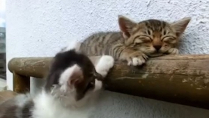 Este gatito iba a echarse una siesta, pero su compañero hacía todo para desperta
