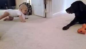 Un niño intenta andar a gatas, sólo mira cómo le gratificó por eso su perro. 