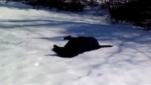 Iba grabar a su perro jugando sobre la nieve, sin embargo grabó algo más...