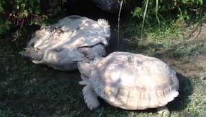 Una tortuga se cayó sobre un lado, entonces aparició su compañero y... 