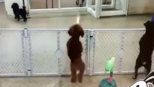 Este cachorro vio a su dueño volviendo a casa. ¿Su reacción? ¡No tiene precio!