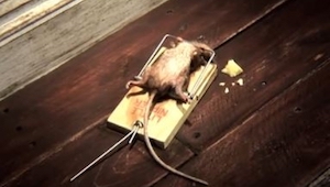 Lo que hizo este ratón es... ¡imposible!