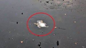 Un pato quedó atrapado bajo el hielo. El hombre del video viéndolo hizo una cosa