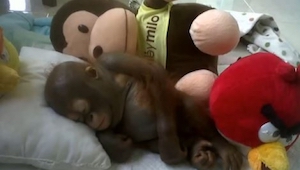 Cuando salvaron a este orangután, estaba tan débil que no podía estar sentado. ¡