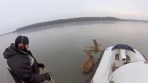 Vio unos ciervos atrapados en el lago. ¿Qué hizo? ¡Algo genial!