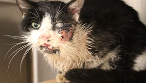 Este gato fue atropellado por un coche. Nunca creerás en el final de esta histor