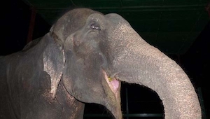 Este elefante se puso a llorar cuando los socorristas le quitaron las esposas de