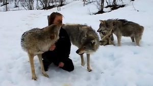 Después de ver este video tendrás que acordarte de no acercarte a los lobos ya q