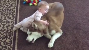 Un bebé se sube al perro, cuando vi su reacción, tuve que verlo la segunda vez.
