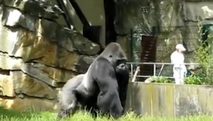 Un gorila anda por su recinto como si nada, y de repente... Vaaale, ¡nos sorpren