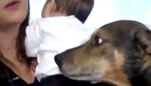 Este perro se dio cuenta de que el bebé no respira... pues hizo todo para salvar
