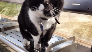 Este gato desde hace 10 años visita una parada de tranvía. ¡Esto te sorprenderá!