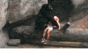 Un chico de 3 años cayó sobre el recinto de los gorilas. Se le acercó una gorila