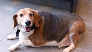 Este obeso beagle cambió muchísimo. Mira cómo es ahora.
