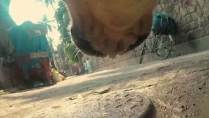 Es un video grabado con cámara oculta colgada en un collar del perro callejero. 