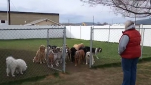 La dueña de 16 perros llamaba uno tras otro por su nombre. 