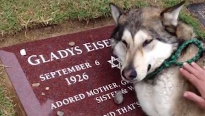 Viendo la reacción de este perro que visita la tumba de su dueña, los ojos se me