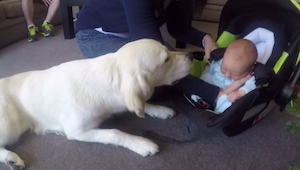 Su perro conoce a un nuevo miembro de la familia. ¡La reacción de la mascota no 