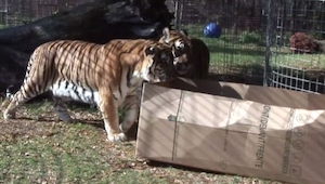 Un trabajador del zoo dejó en la parcela para los gatos silvestres una caja... A
