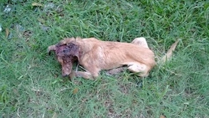 Sin ayuda de un brasileño, este perrito ya estaría muerto. ¡ Qué gesto tan bello