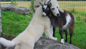 Estos perros encontraron en su camino cabras y... se enamoraron locamente. ¡Mira