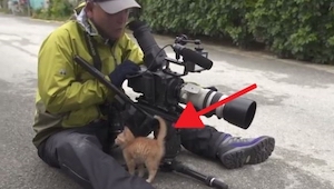 Este fotógrafo iba a hacer una foto a los gatos callejeros, cuando se le acercó 