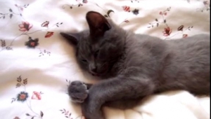 Una gata estaba tumbada en la cama y le dan igual las reprimendas de su dueña. ¡
