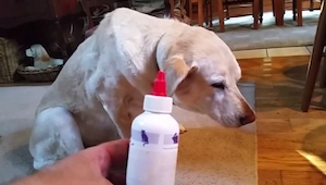 El dueño de este perro le está explicando que ya es hora de tomar la medicina. ¡