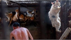 En China durante un festival matan más o menos 10 mil perros y gatos. ¡No adivin