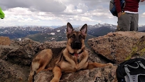 Llevaron a su perro a la excursión en las montañas. Nadie sospechaba que fue su 