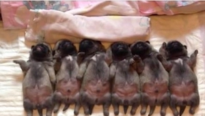 No hay nada más dulce que 6 carlinos durmiendo juntos. ¡Sólo mirad este video!