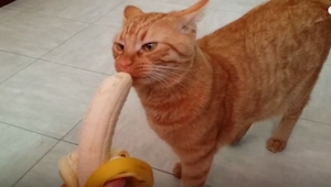 Se acercó al gato con un plátano. ¡La reacción del animalito fue genial!