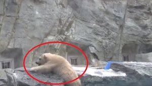 ¡Un osito polar de cuatro meses cayó al agua! Lo que hizo un rato después su mad