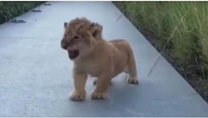 Un pequeño león intenta rugir como si fuera un gran león... ¡El efecto es muy gr