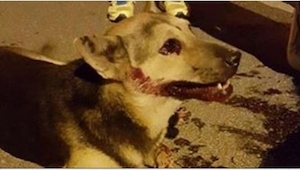 Encontró a un perro herido en la calle pero lo que le salvó fueron... redes soci