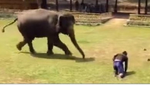 El hombre que cuida de este elefante, cae al suelo. ¿Y qué hace el elefante? ¡In