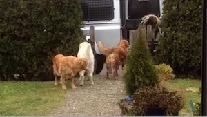 Cuando la dueña de estos perros vuelve a casa, se ponen en fila y hacen algo inc