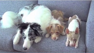 Tres perros se sentaron en un sofá. ¡Fíjate en el primero!