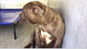 Encontró a un pit bull agresivo en una perrera. ¡Cuando la miró profundamente en