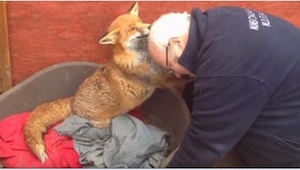 Visita a un zorro cuál salvó hace 7 años. ¡Mirad la reacción del animalito cada 
