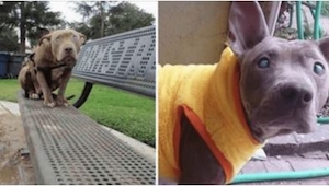 Una pit bull ciega fue abandonada en un parque... ¡Y es cuando descubre por prim