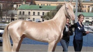 Los 12 caballos más lindos e inusuales que jamás había visto. 