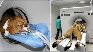 Cuando un león de 2 años de repente dejó de moverse, le hicieron un escáner cere