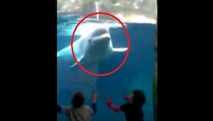 Esta beluga vio a unos niños y les hizo una broma...