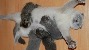 15 orgullosas gatas con sus gatitos. Gracias a estas fotos, sonreirás.
