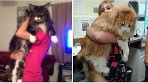 ¡No vais a creer cuánto pesan estos gatos! La raza Main Coon es simplemente gran