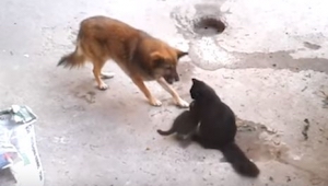 Un perro se acercó a una gata y sus gatitos. Lo que pasó luego conmoverá a todos